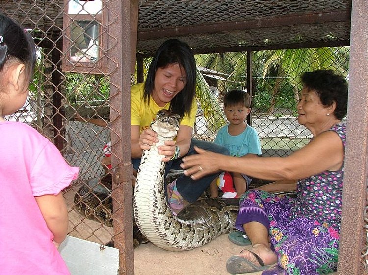 Snake Family