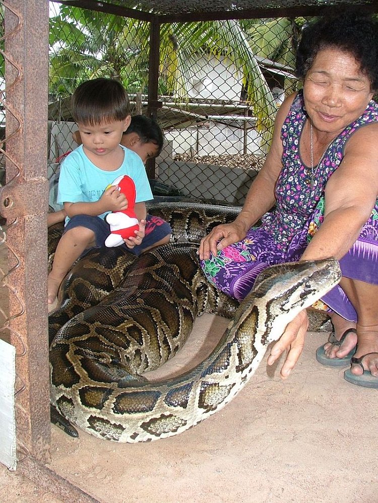 Snake Family